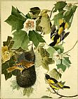 John James Audubon Baltimore Oriole painting